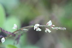 Desmodium gangeticum